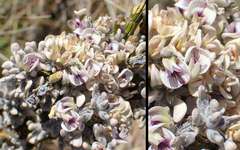 Carmichaelia crassicaulis