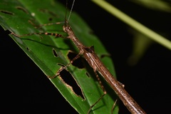 Paraphasma trianguliferum