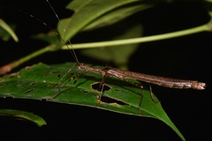 Paraphasma trianguliferum