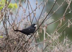 Sporophila crassirostris