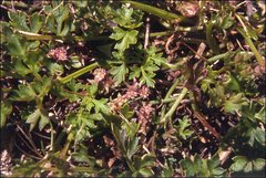 Xanthosia dissecta