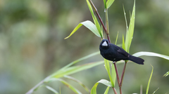 Sporophila crassirostris