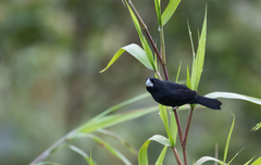 Sporophila crassirostris