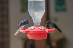 Saucerottia cyanifrons