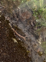 Lithobius