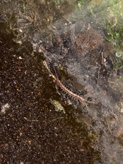 Lithobius