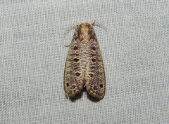 Biocellata alfarae