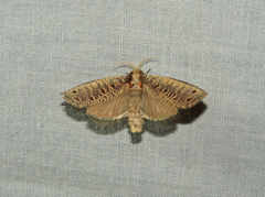 Biocellata alfarae