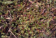 Gonocarpus micranthus