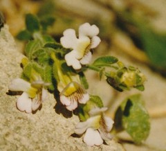 Chaenorhinum villosum