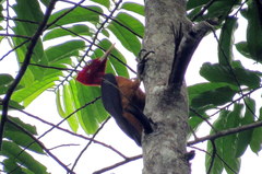 Campephilus rubricollis