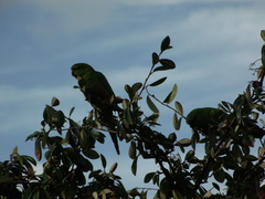 Enicognathus ferrugineus