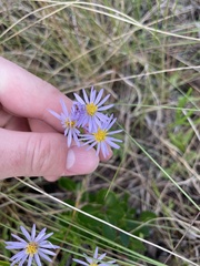 Symphyotrichum walteri
