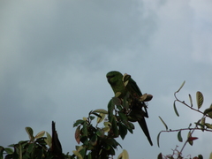 Enicognathus ferrugineus