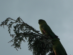 Enicognathus ferrugineus