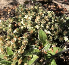 Pimelea sericeovillosa sericeovillosa