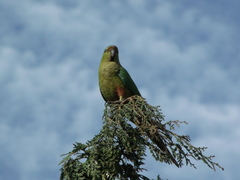 Enicognathus ferrugineus