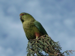 Enicognathus ferrugineus