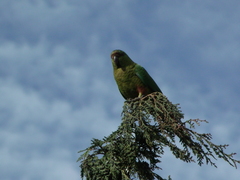 Enicognathus ferrugineus