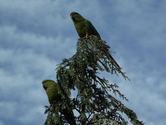 Enicognathus ferrugineus