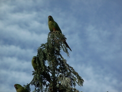 Enicognathus ferrugineus