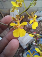 Trichocentrum yucatanense