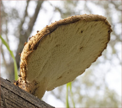 Polyporus mcmurphyi