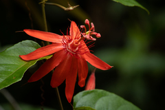 Passiflora quadriglandulosa