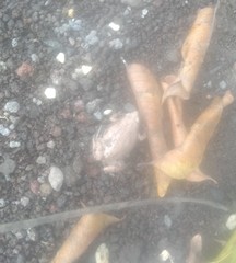 Gastrophryne elegans