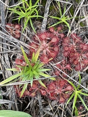 Drosera capillaris image