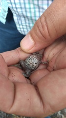 Gastrophryne elegans