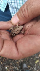 Gastrophryne elegans