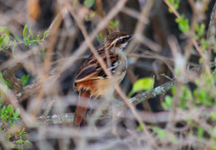 Myrmorchilus strigilatus