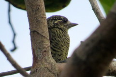 Picumnus exilis