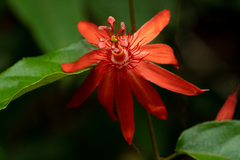 Passiflora quadriglandulosa