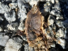 Testacella haliotidea