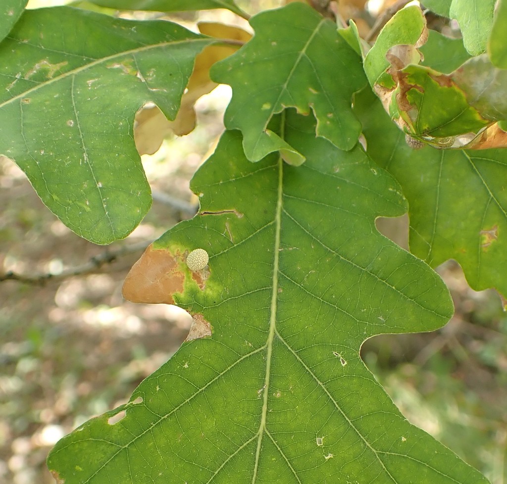 Jewel Oak Gall Wasp from Southeast Calgary, Calgary, AB, Canada on ...