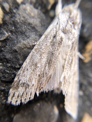 Noctuidae