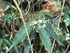 Psychotria leiocarpa