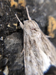 Noctuidae