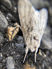 Noctuidae