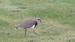 Vanellus chilensis