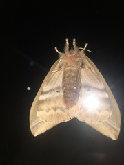 Dirphiopsis multicolor