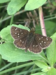 Piruna polingii