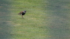 Vanellus chilensis
