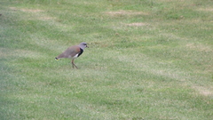 Vanellus chilensis
