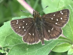Piruna polingii