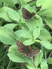 Piruna polingii