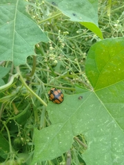 Botanochara octoplagiata