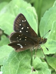 Piruna polingii